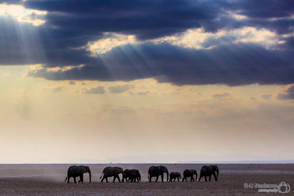 Elefantengruppe am Abend