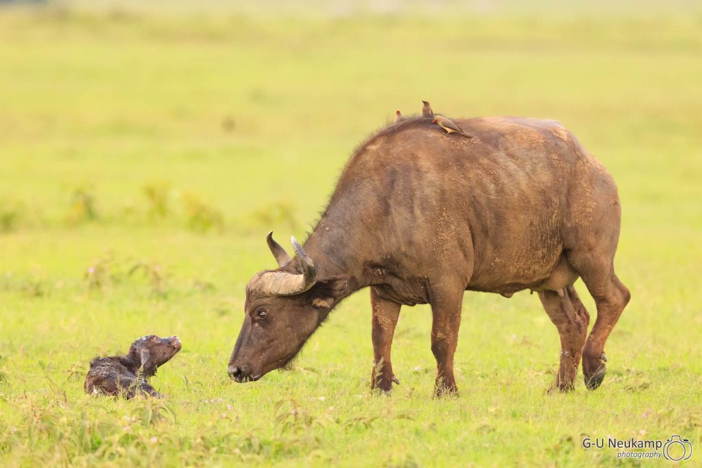 Büffel mit gerade geborenem Kalb