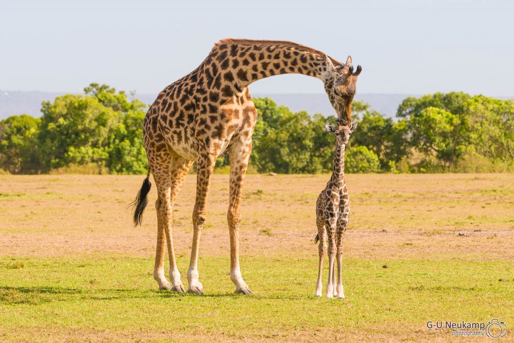 Giraffe mit Nachwuchs 2