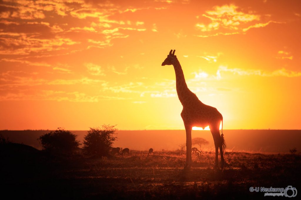 Giraffe bei Sonnenaufgang 2