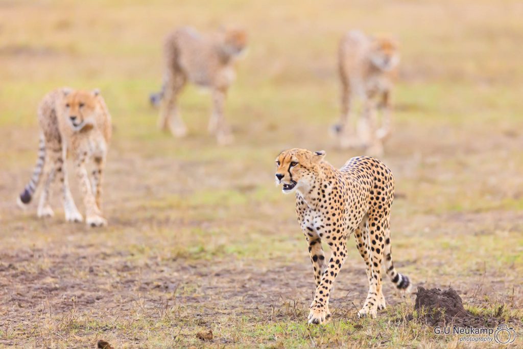 Geparden nach erfolgloser Jagd suchen neue Beute