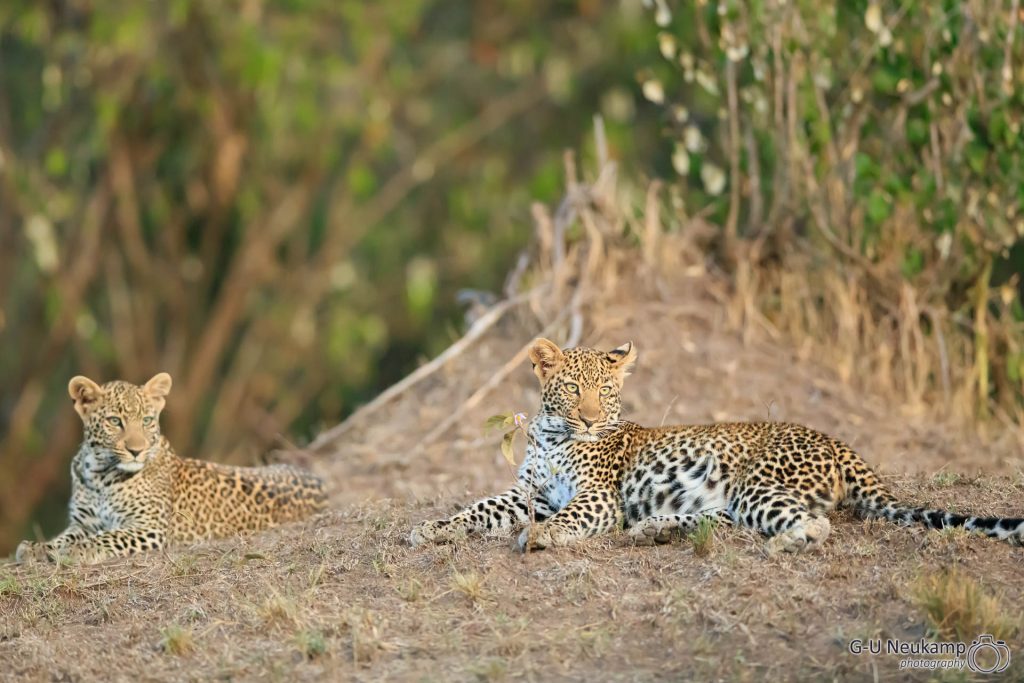 Junge Leoparden
