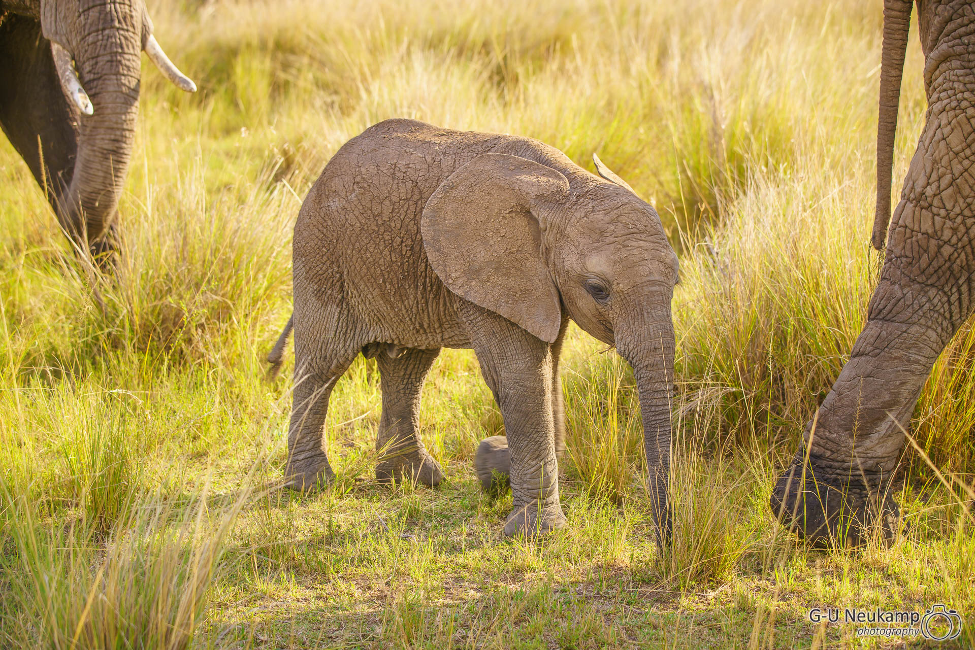 Mara Serena Safari Lodge,Kenia