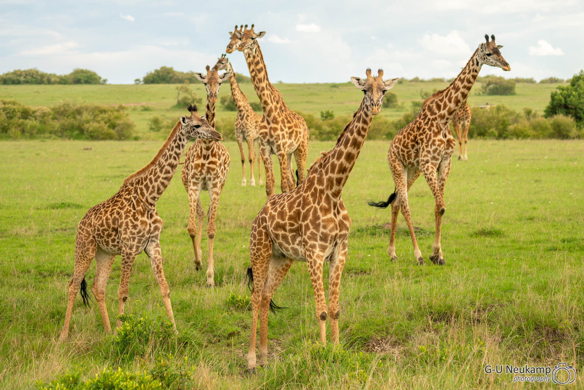 Giraffengruppe 2