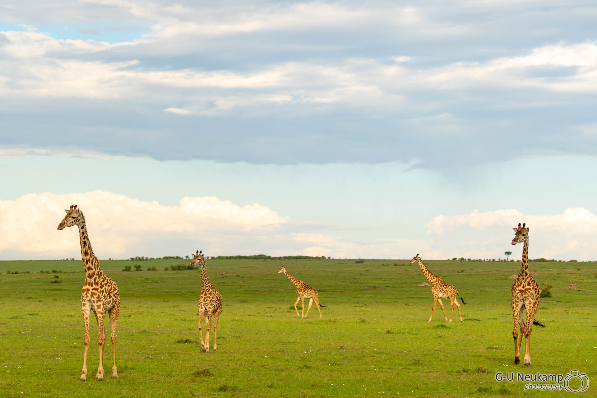 Giraffengruppe 3
