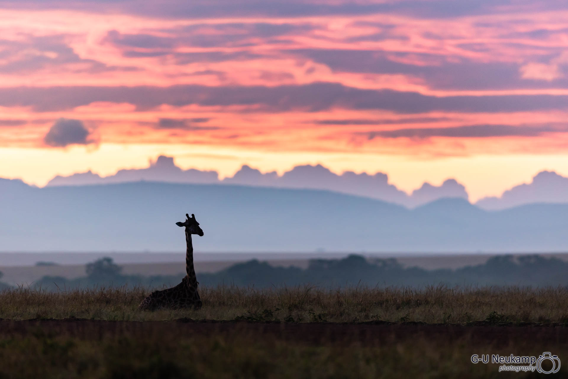 Junge Giraffe in der Morgendämmerung