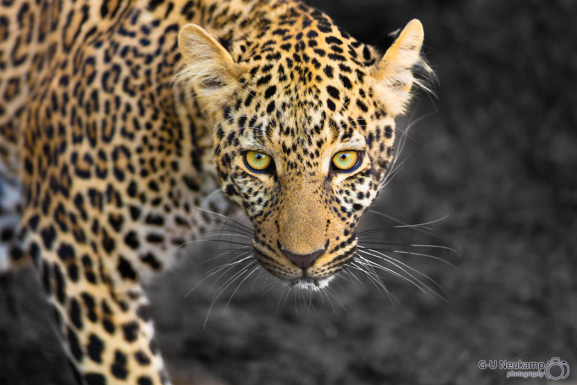 Leopardenportrait 2