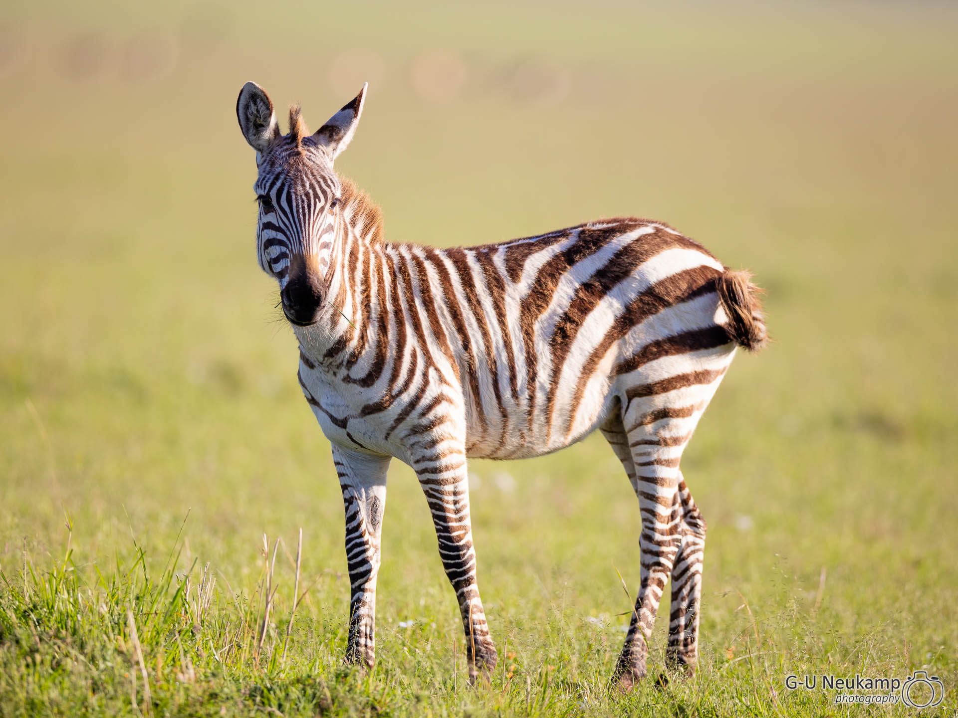 Junges Zebra