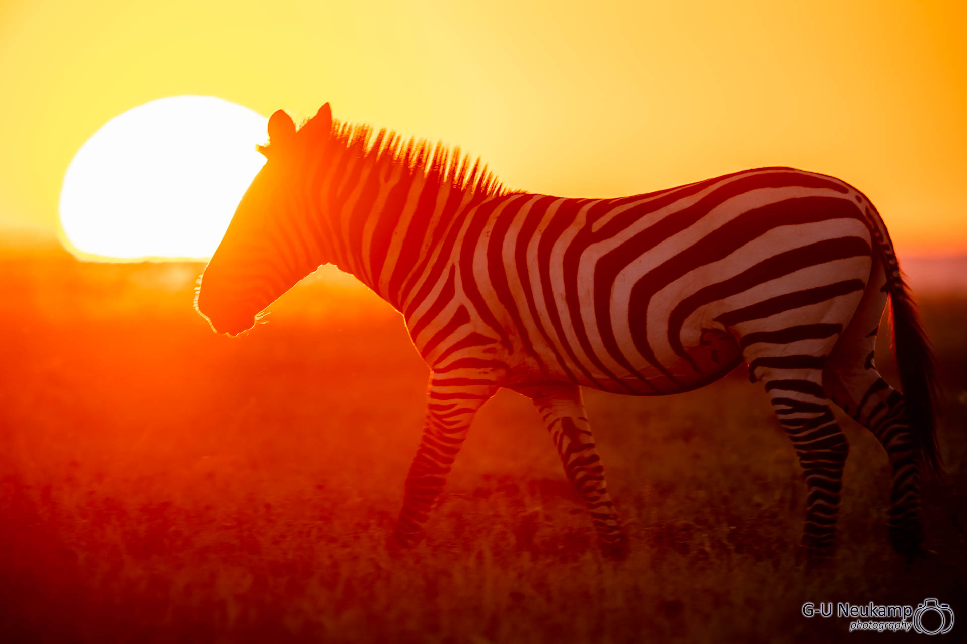 Zebra vor untergehender Sonne