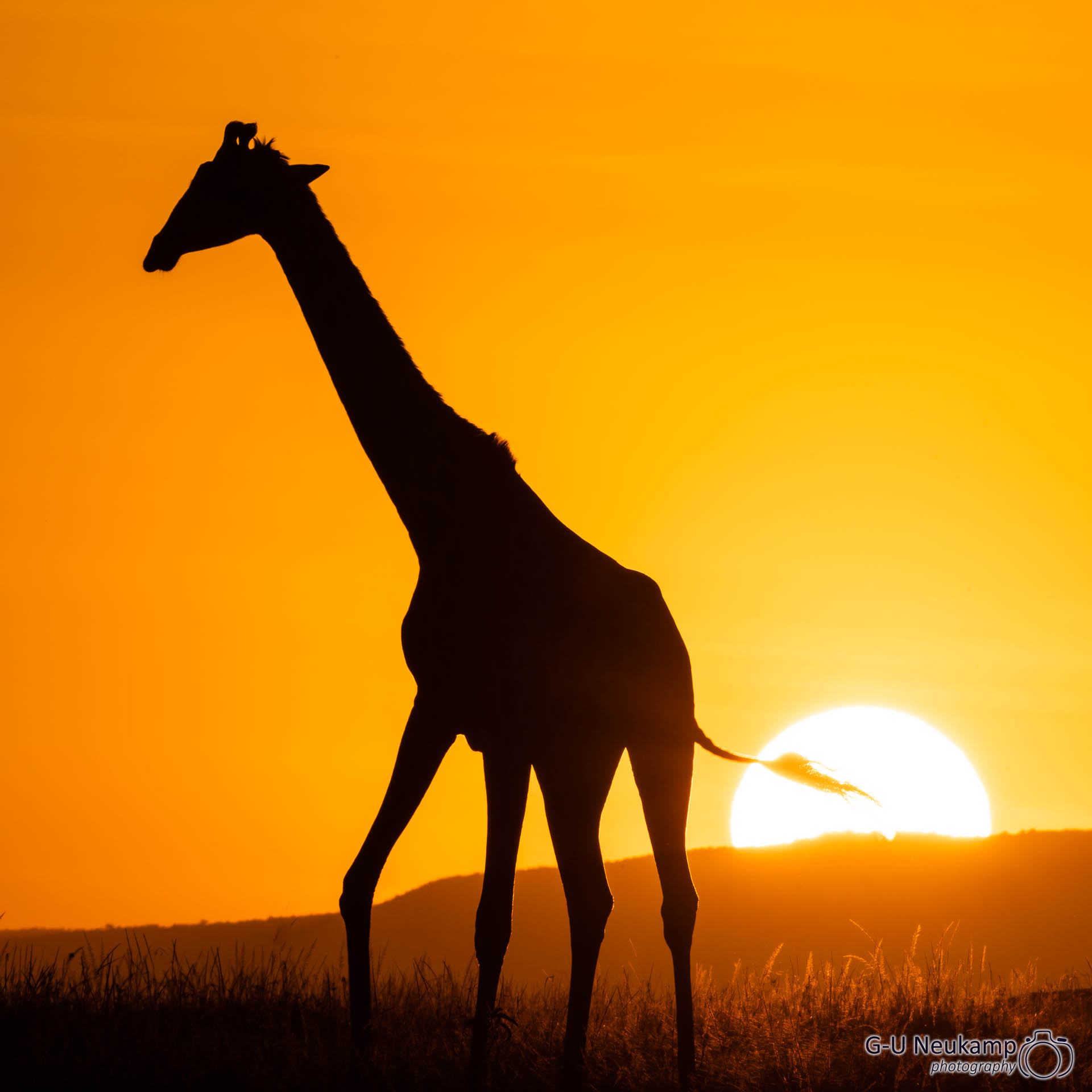 Sonnenaufgang mit Giraffe 2