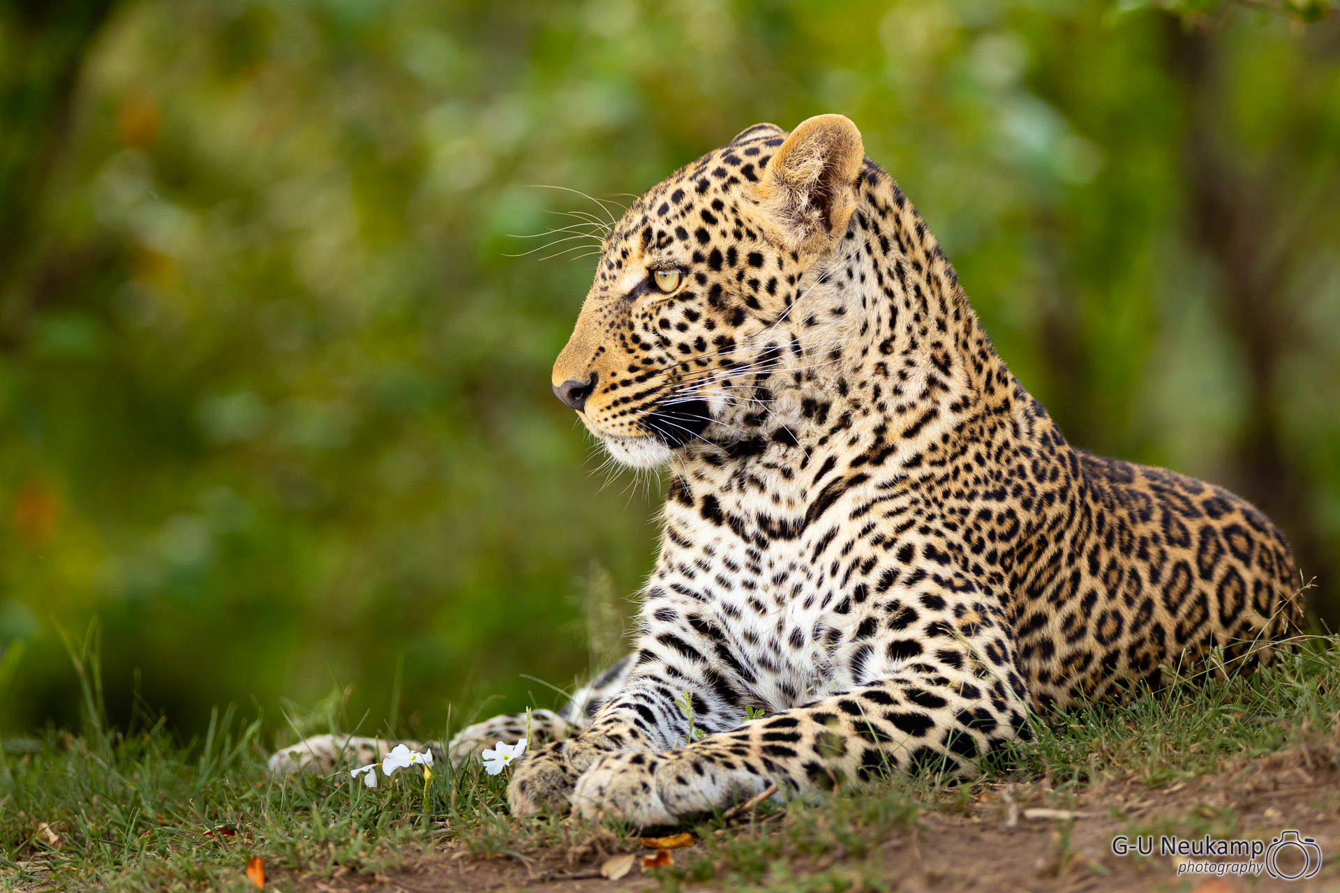 Liegender Leopard 1