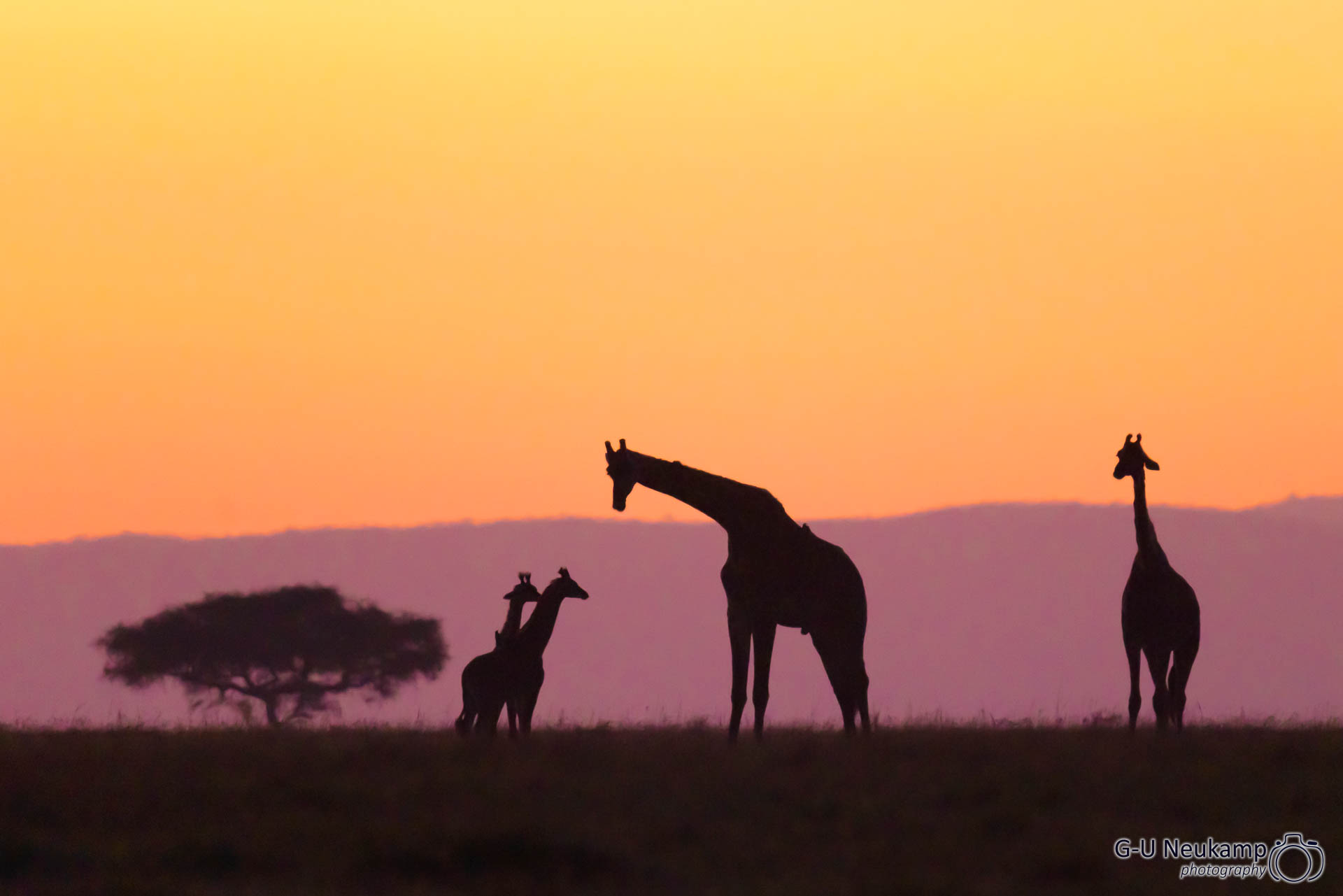 Giraffenfamilie im Morgengrauen