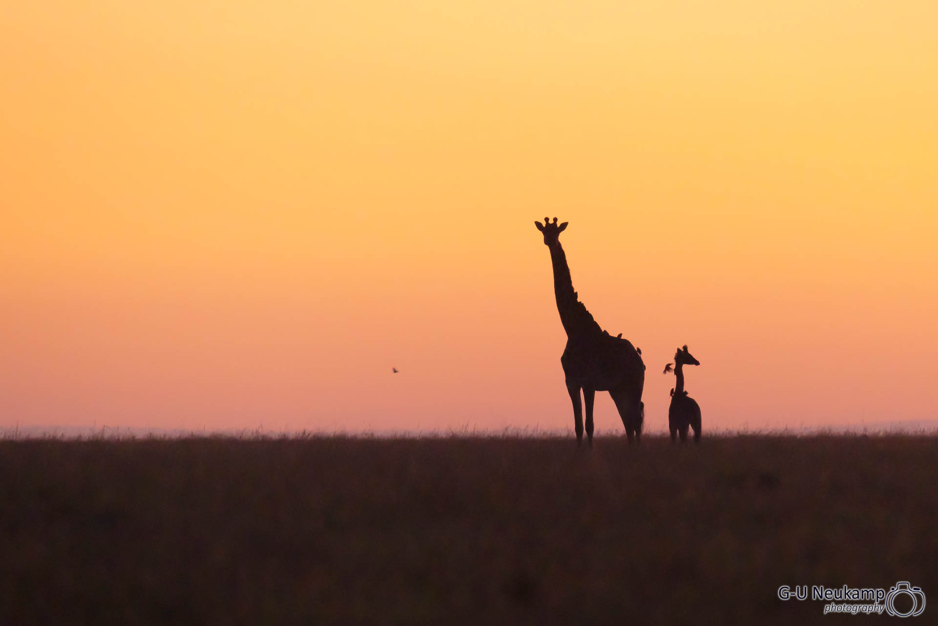 Giraffe Mutter & Kind im Morgengrauen
