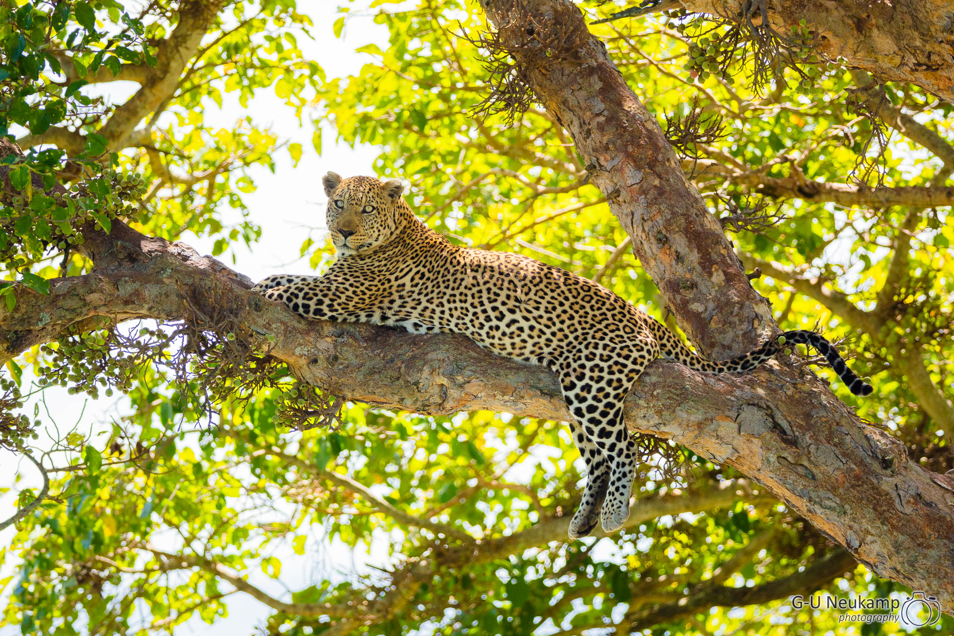 Liegender Leopard im Baum