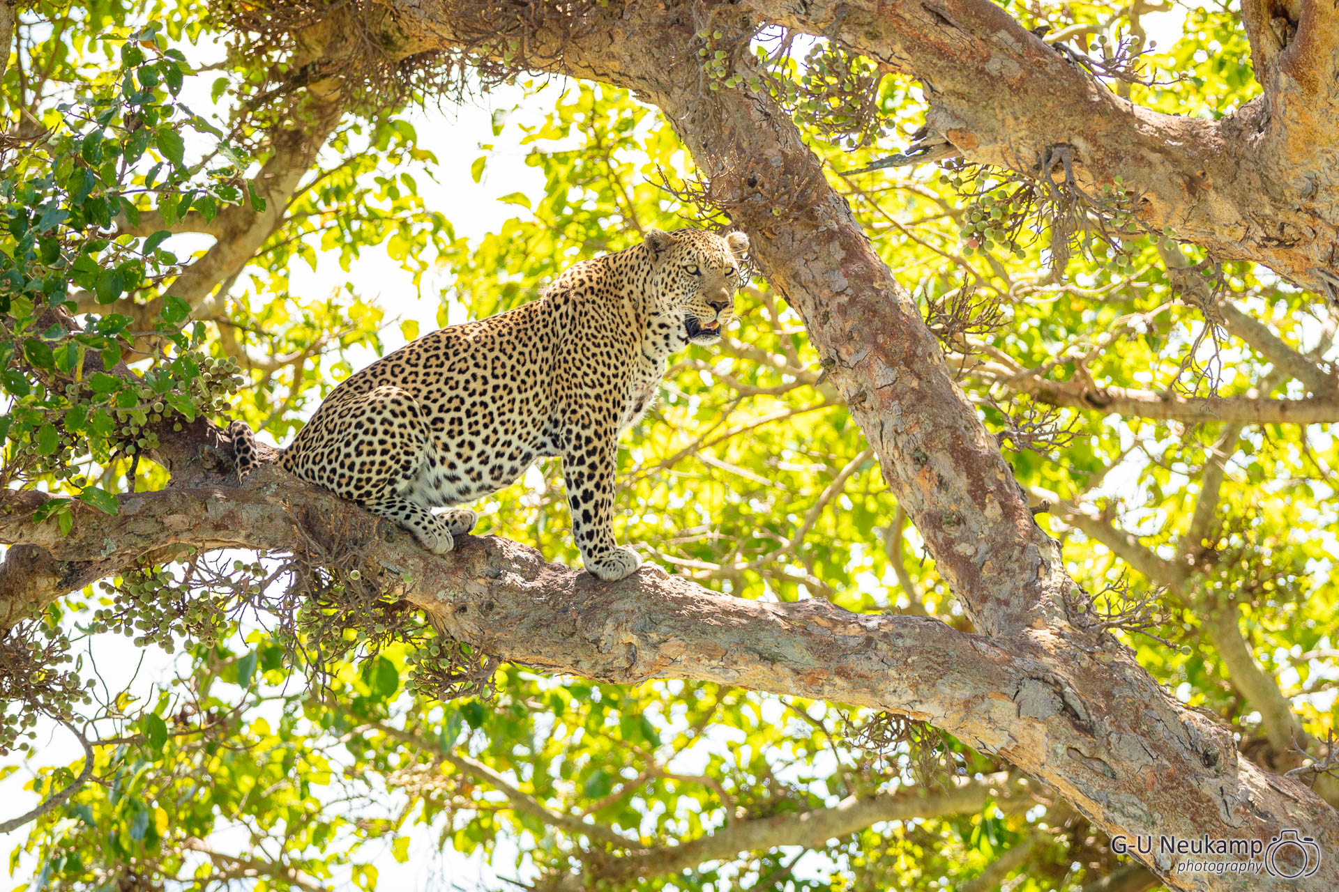 Sitzender Leopard im Baum