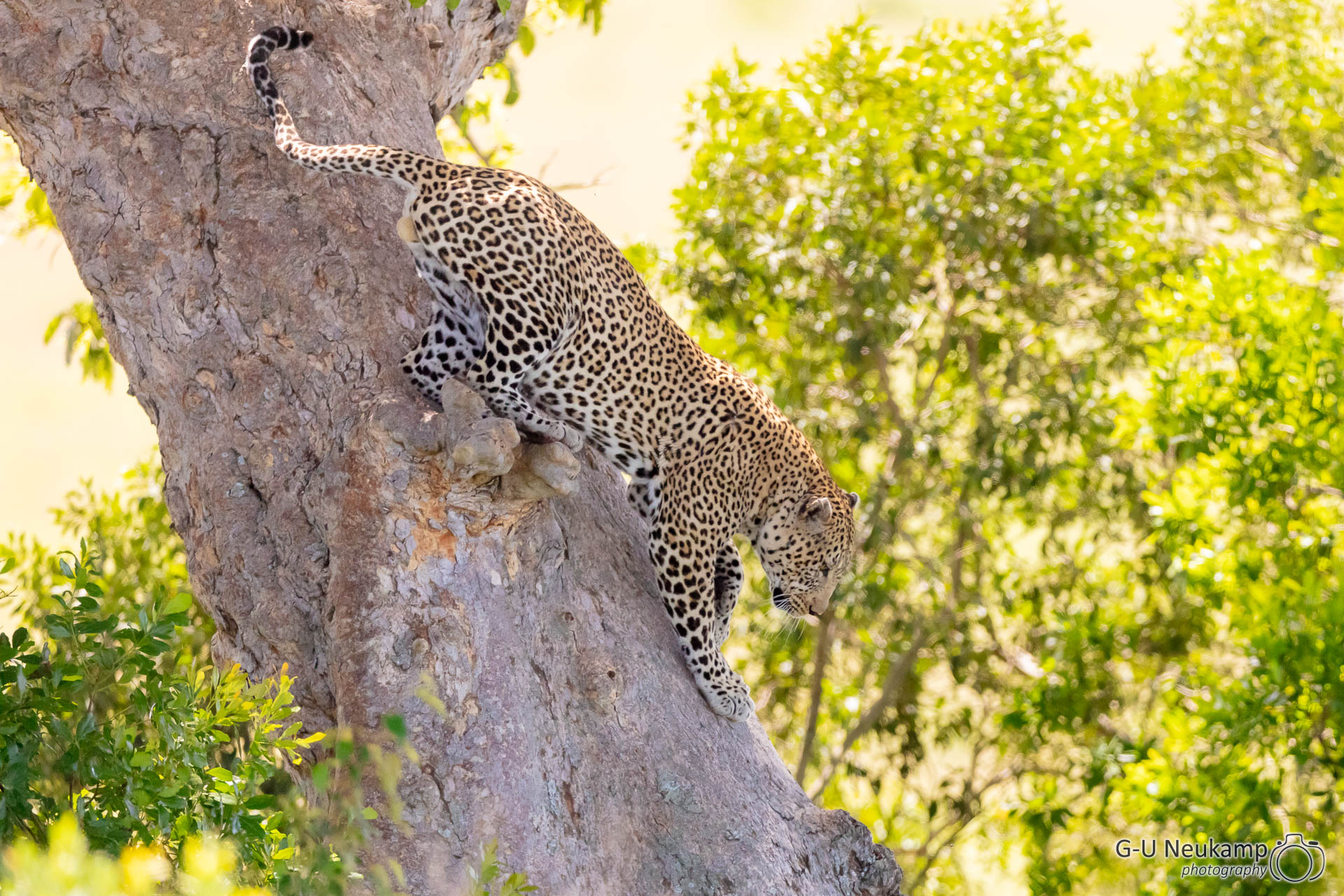 Baum herabkletternder Leopard