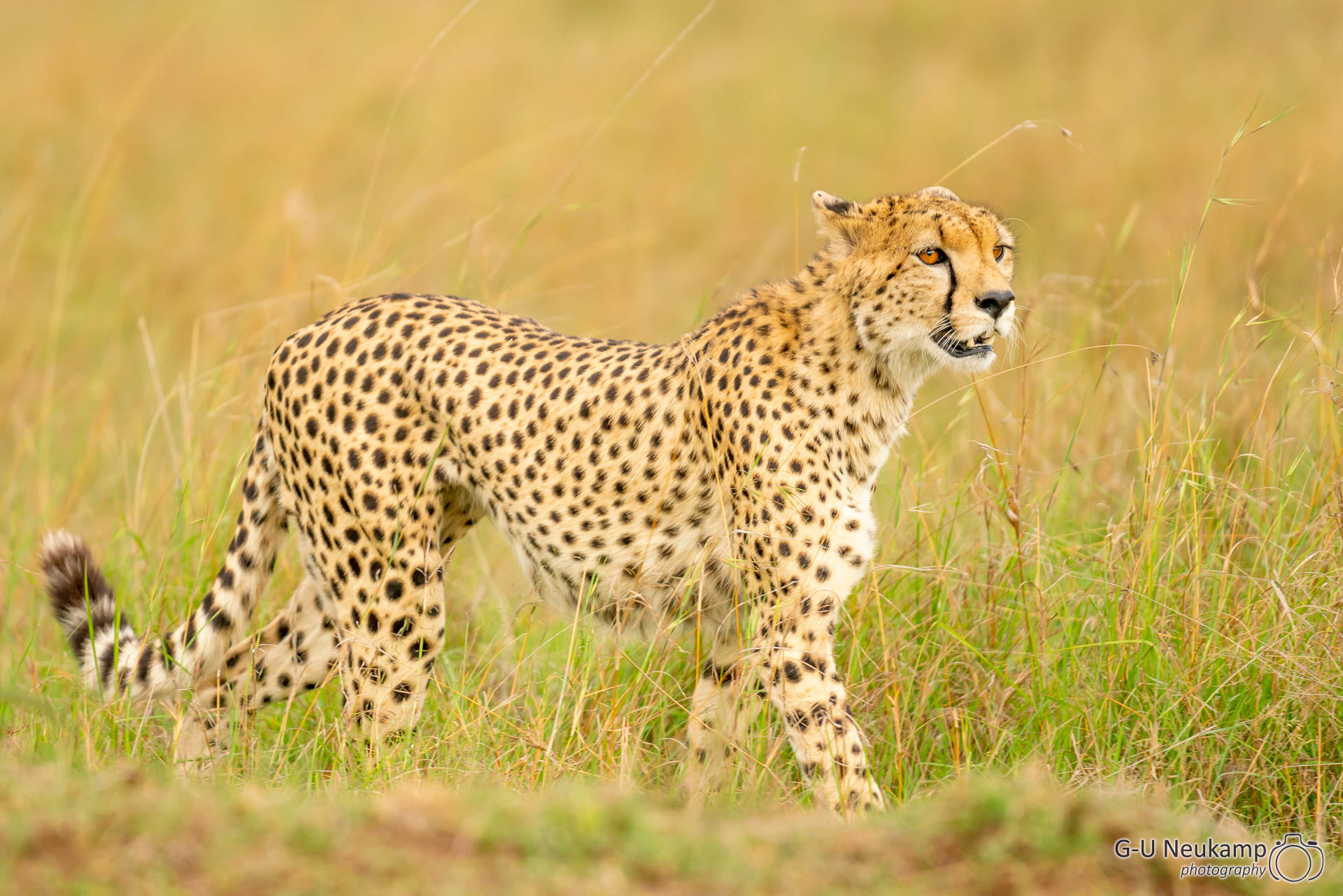Laufender Gepard 3