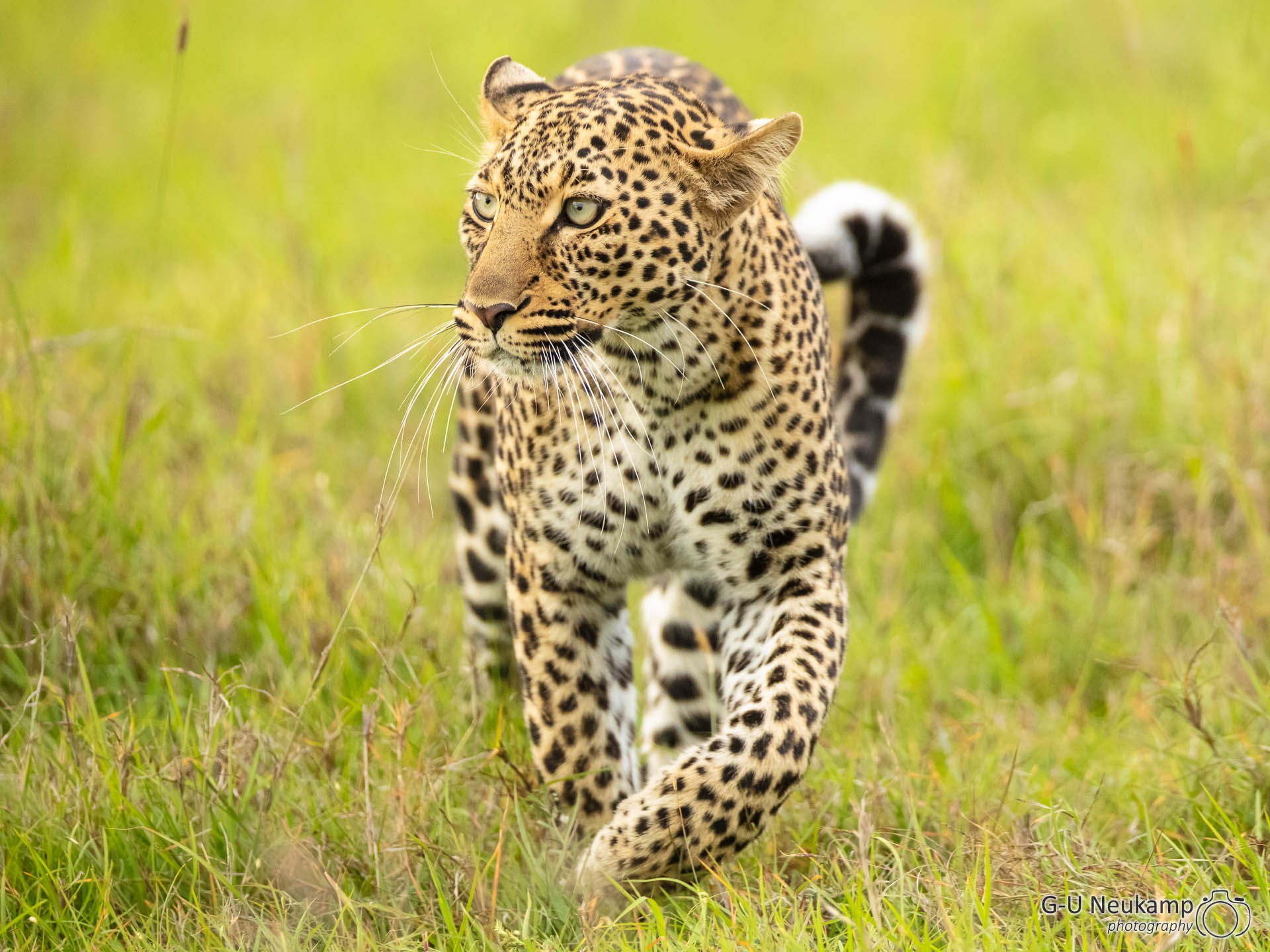 Laufende junge Leopardin
