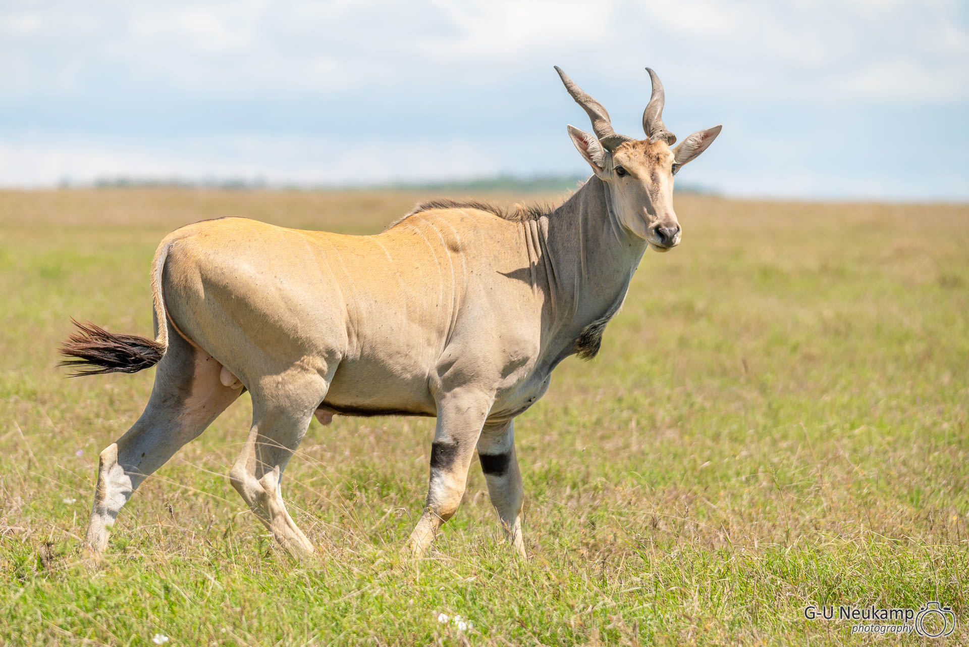 Männliche Eland Antilope 4