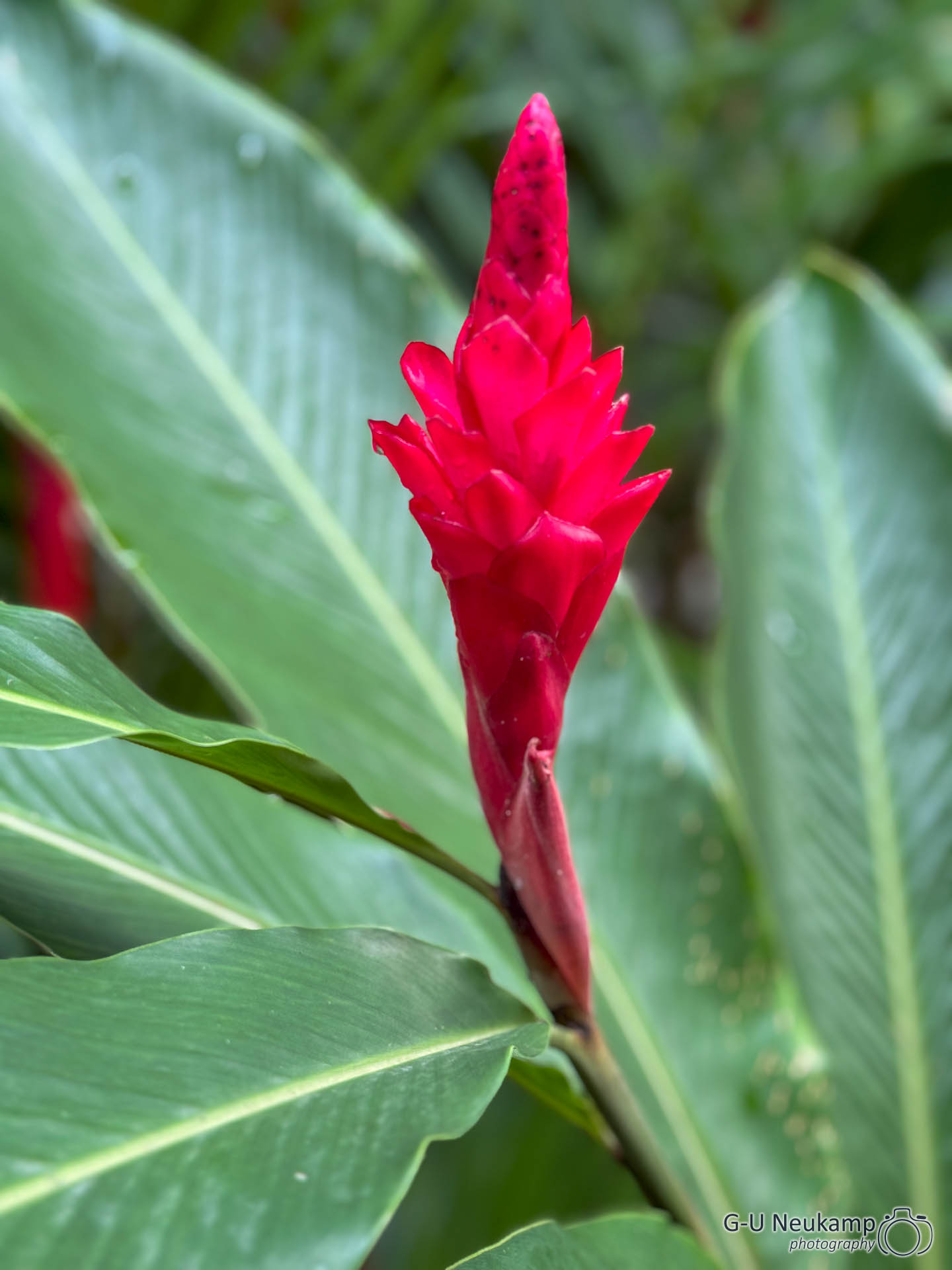 La Fortuna,Costa Rica