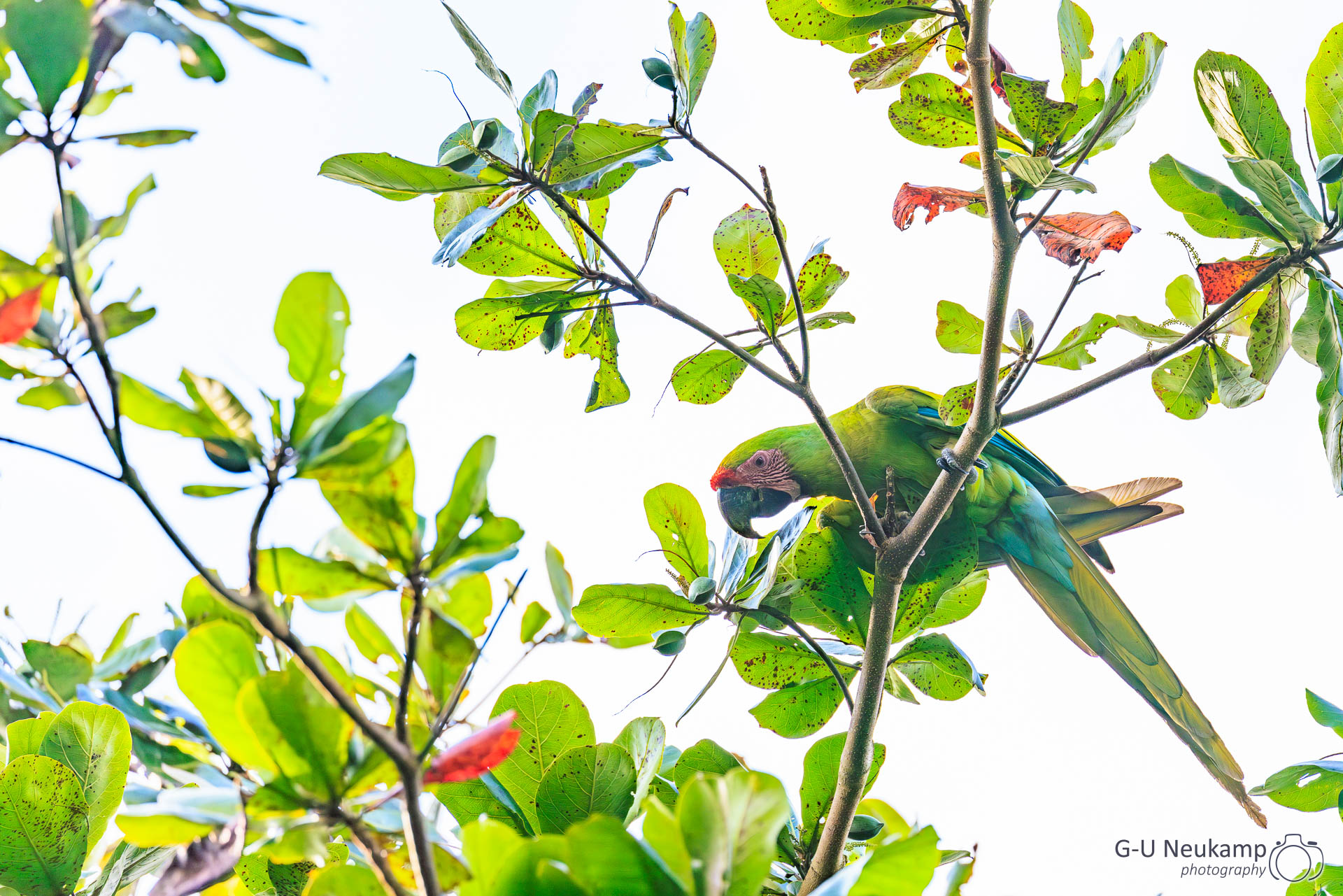 Colorado,Costa Rica