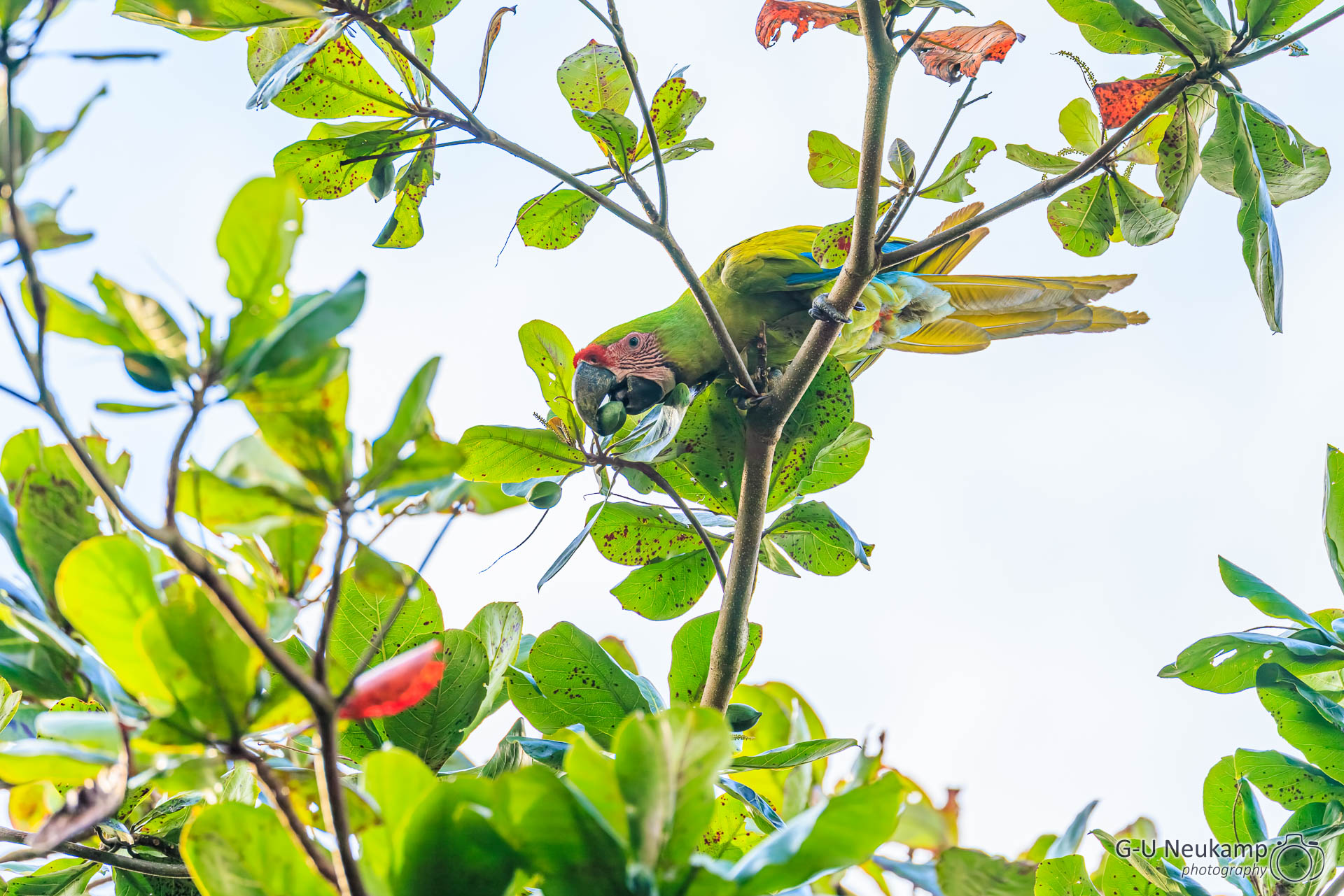 Colorado,Costa Rica