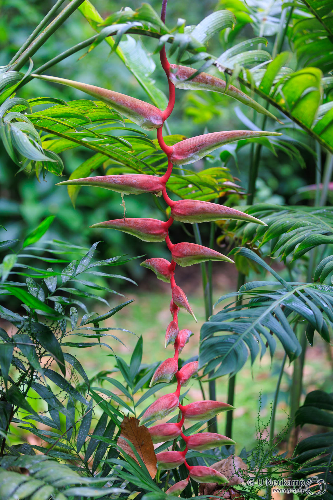 La Fortuna,Costa Rica