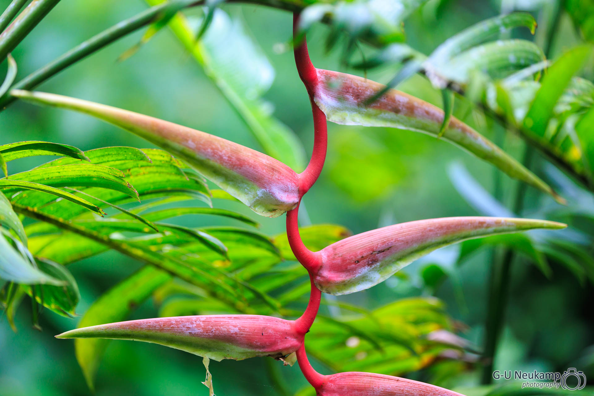 La Fortuna,Costa Rica