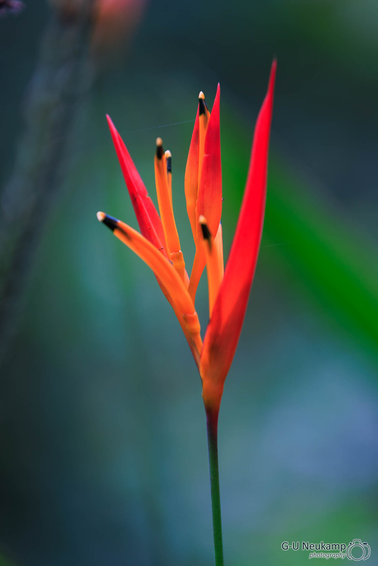 La Fortuna,Costa Rica