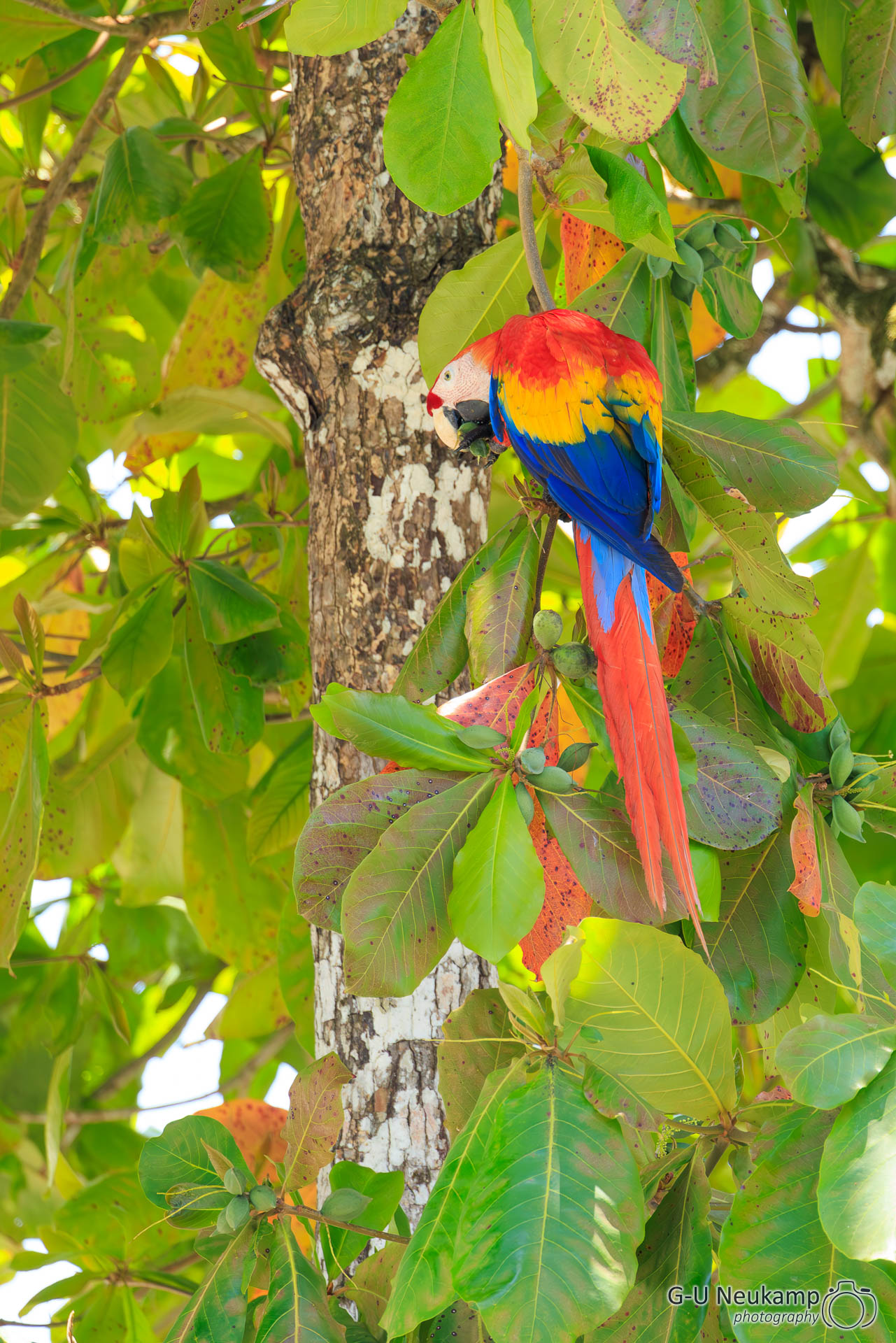 Sierpe,Costa Rica