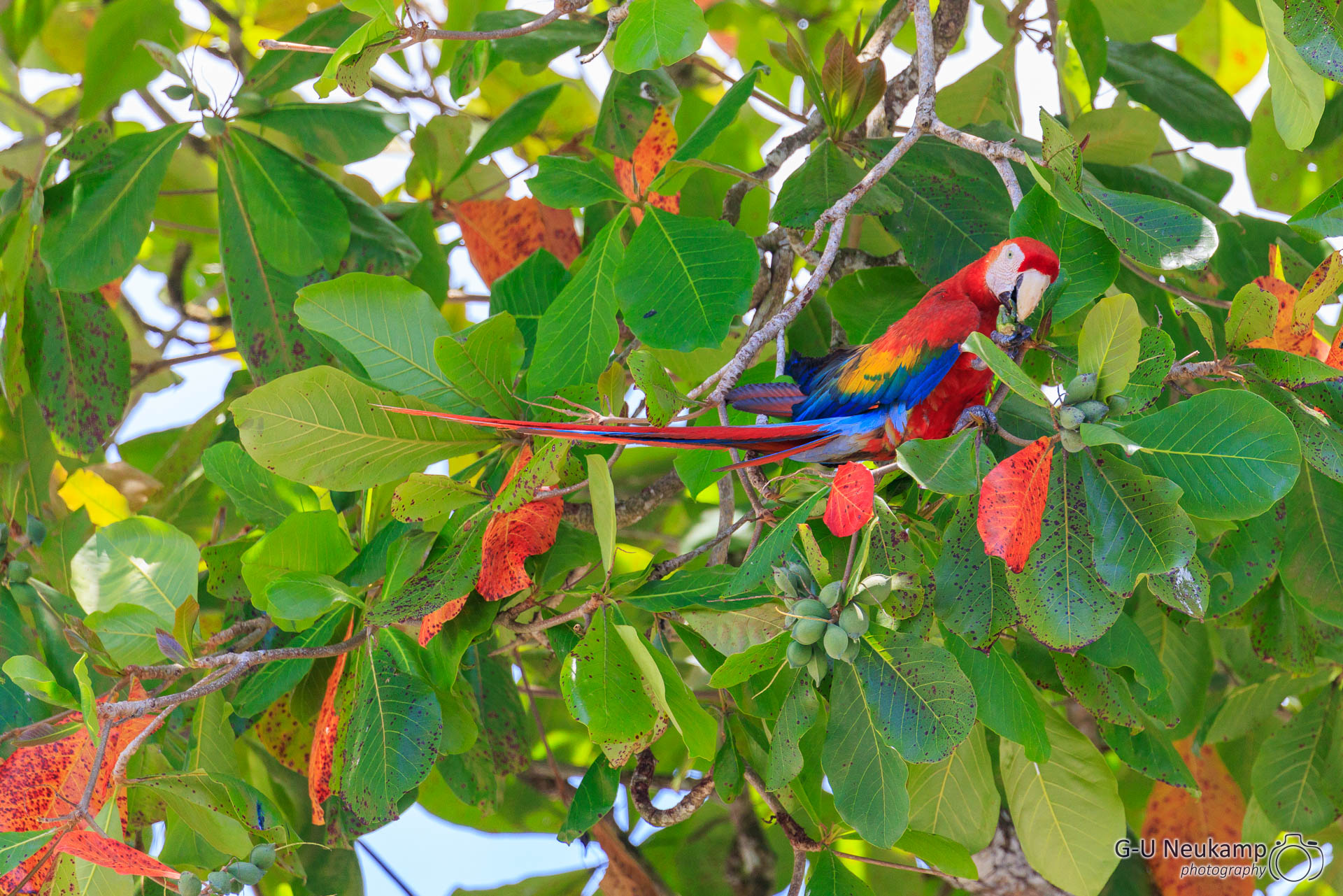 Sierpe,Costa Rica