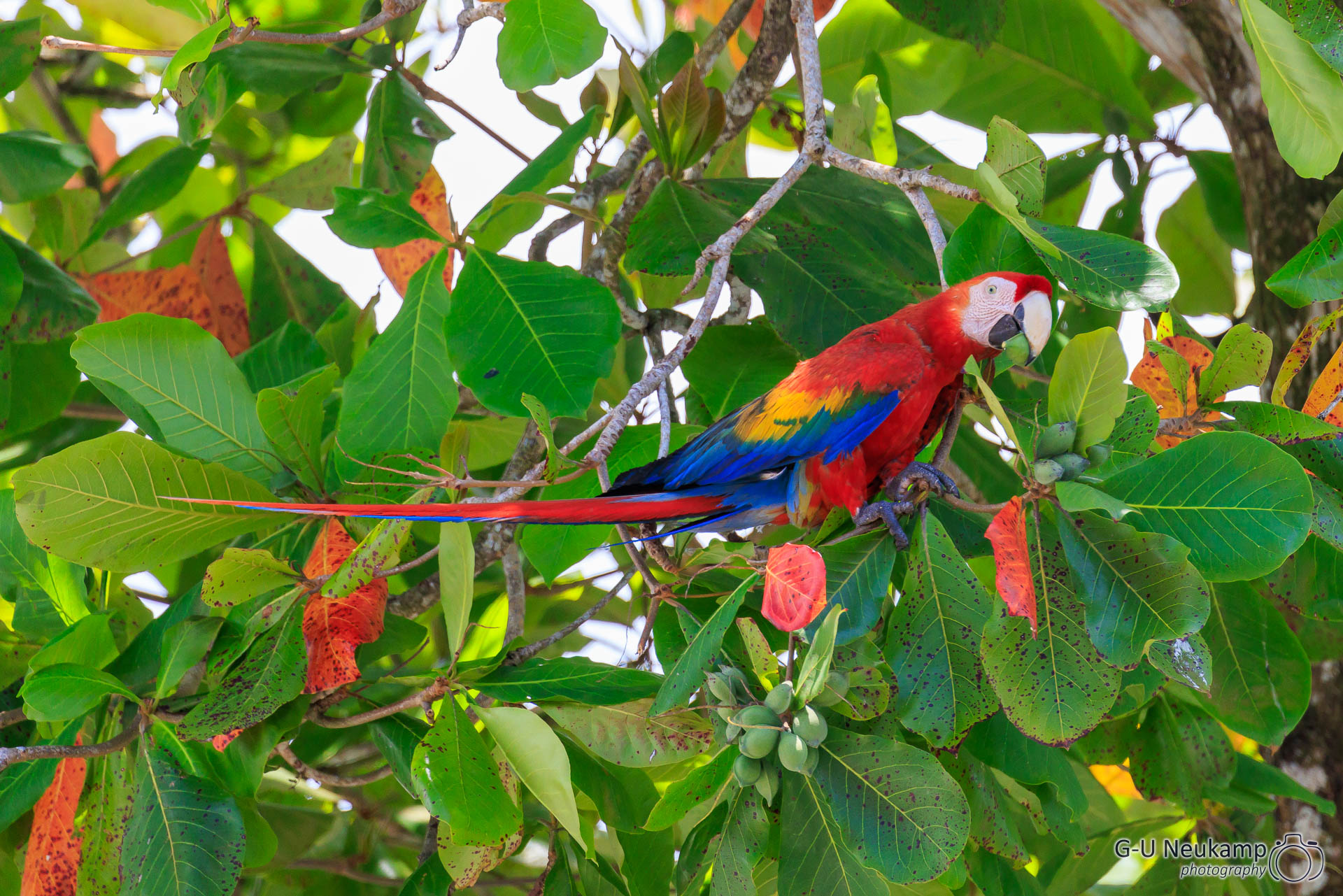 Sierpe,Costa Rica