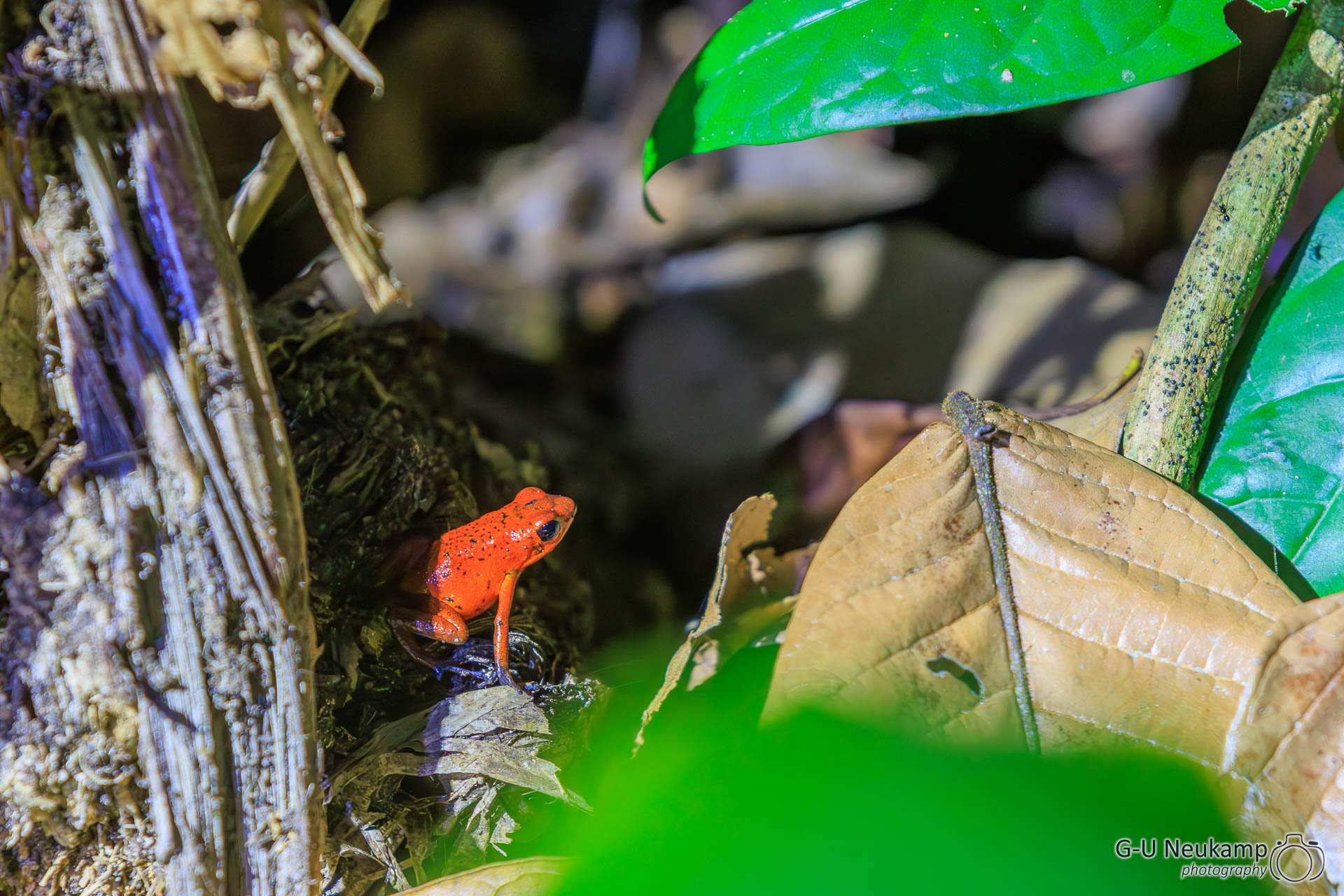 Colorado,Costa Rica