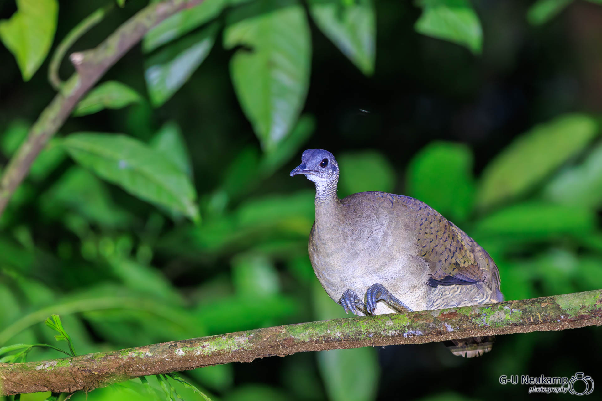 Colorado,Costa Rica