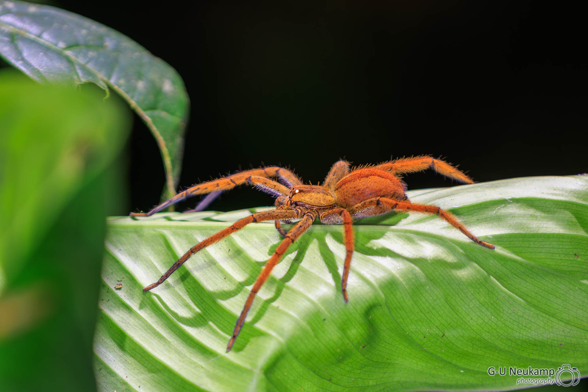 Colorado,Costa Rica