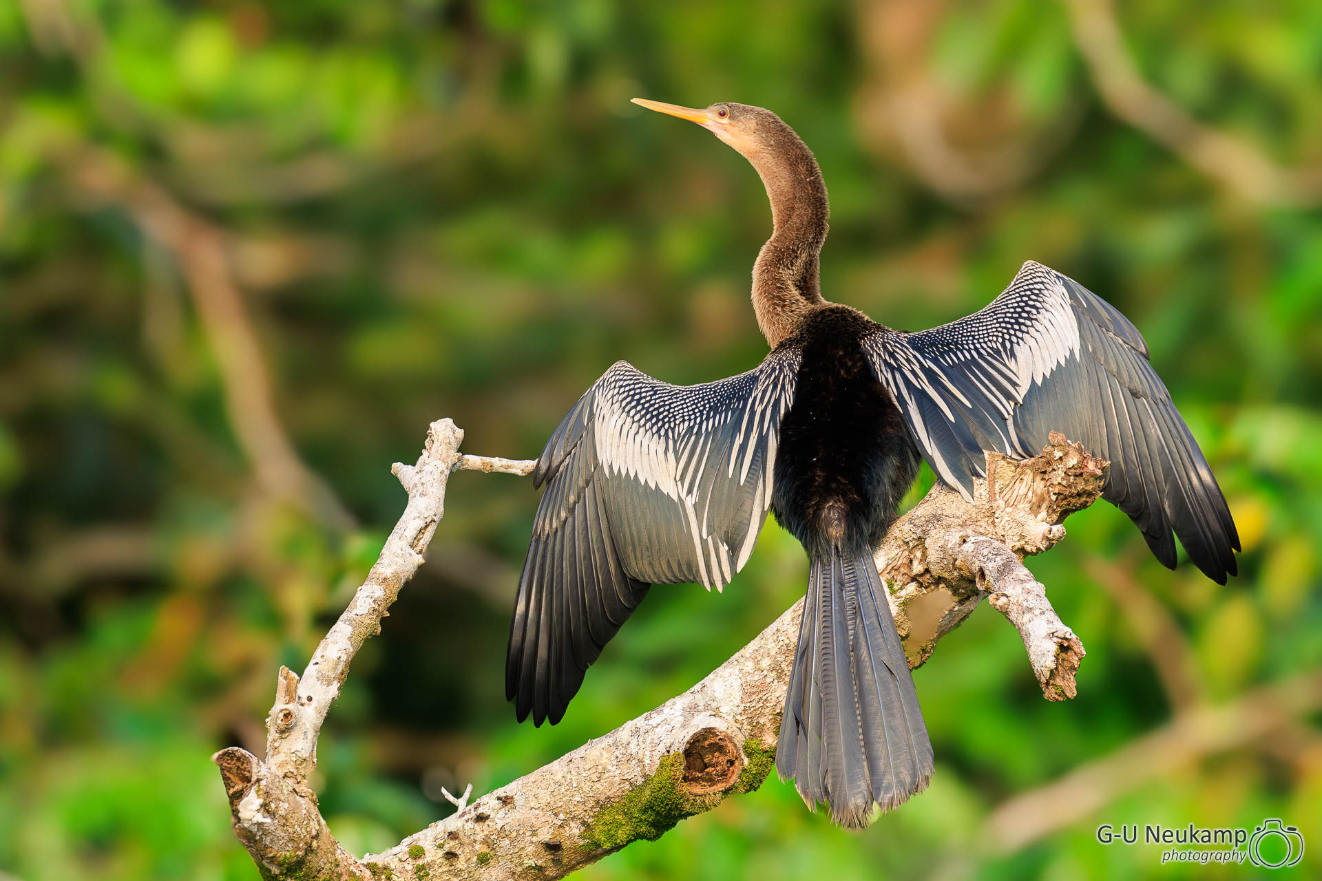 Colorado,Costa Rica