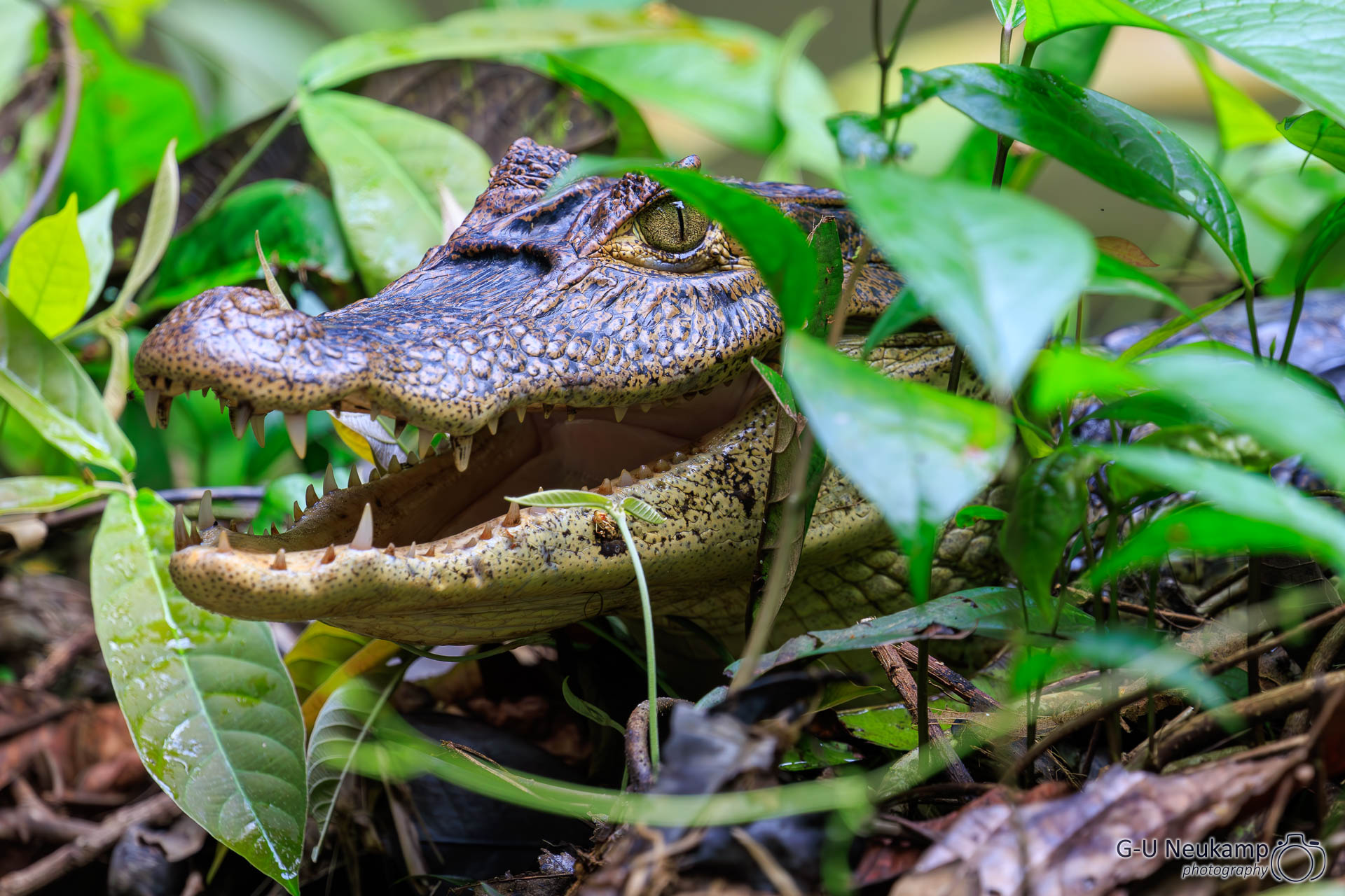 Colorado,Costa Rica