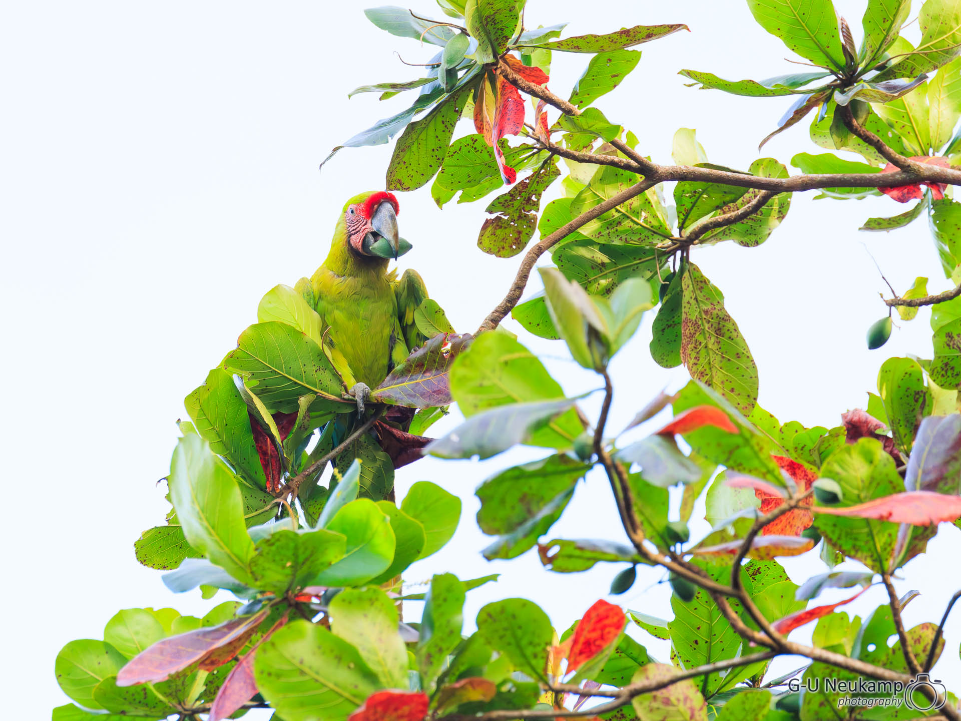 Colorado,Costa Rica