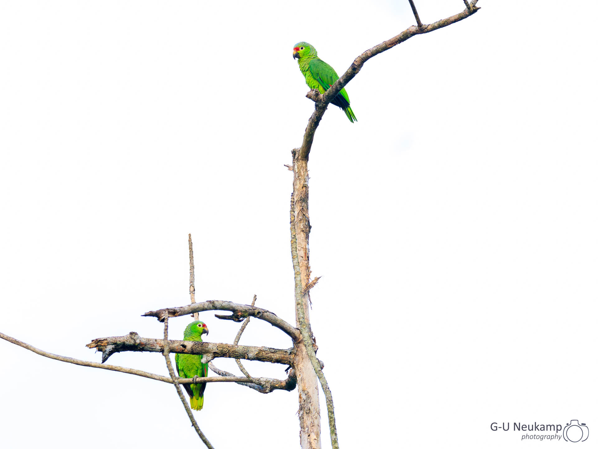 Colorado,Costa Rica