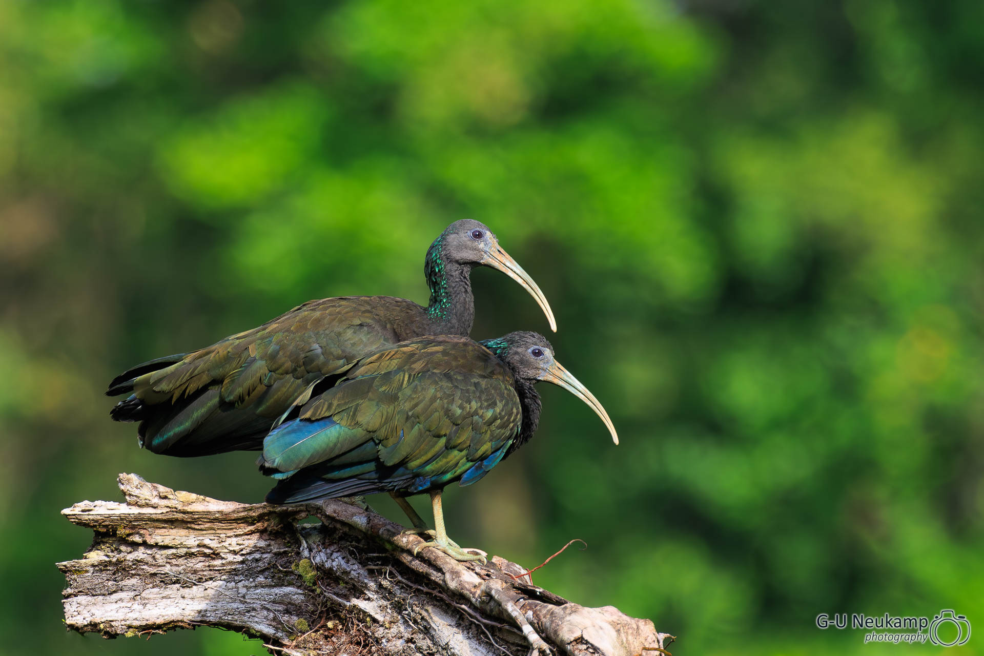 Colorado,Costa Rica
