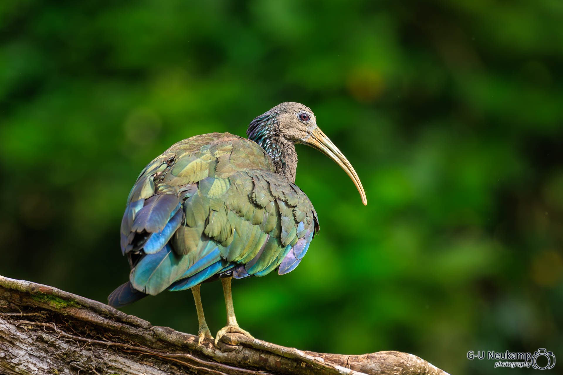 Colorado,Costa Rica