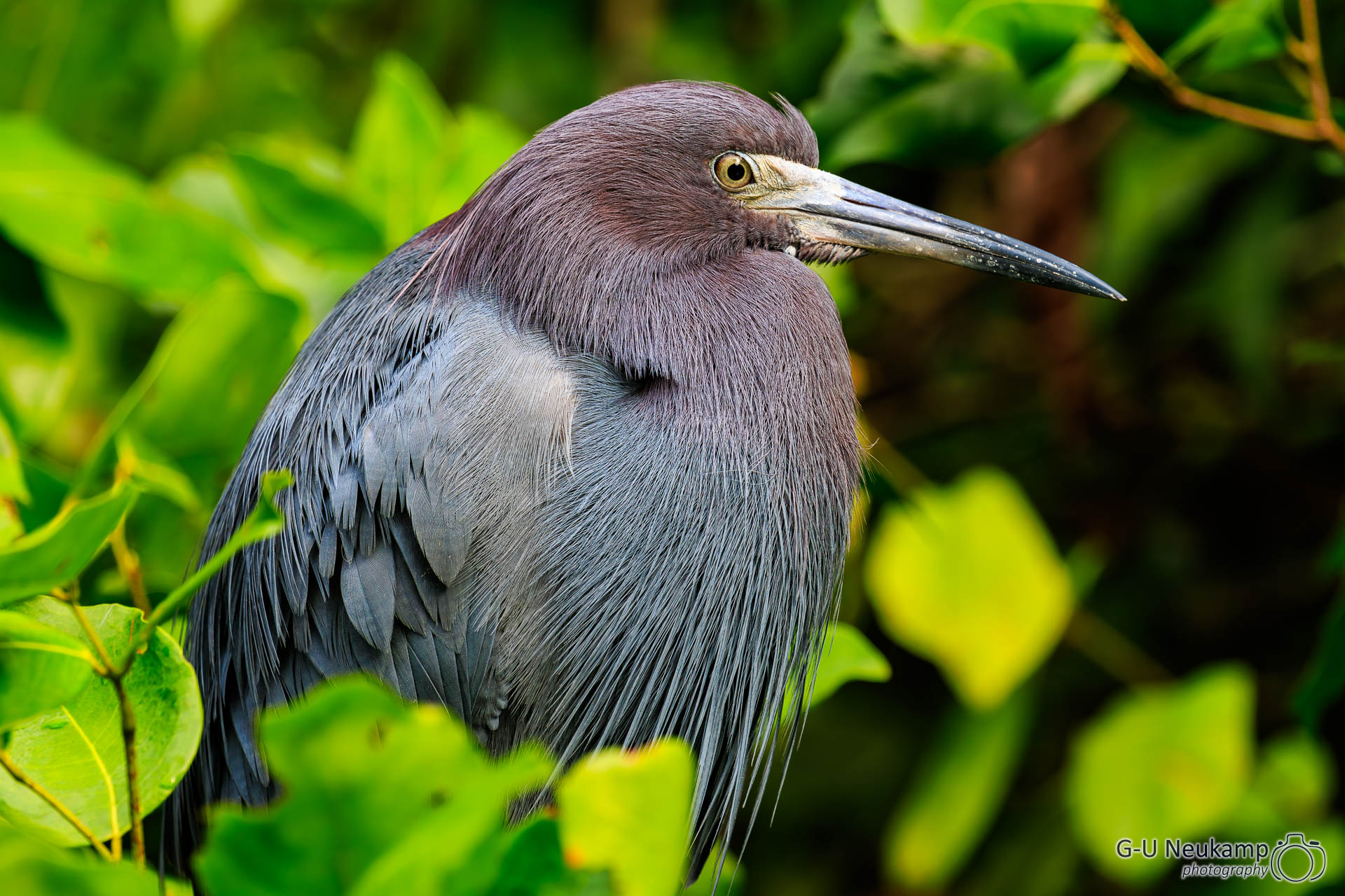 Colorado,Costa Rica