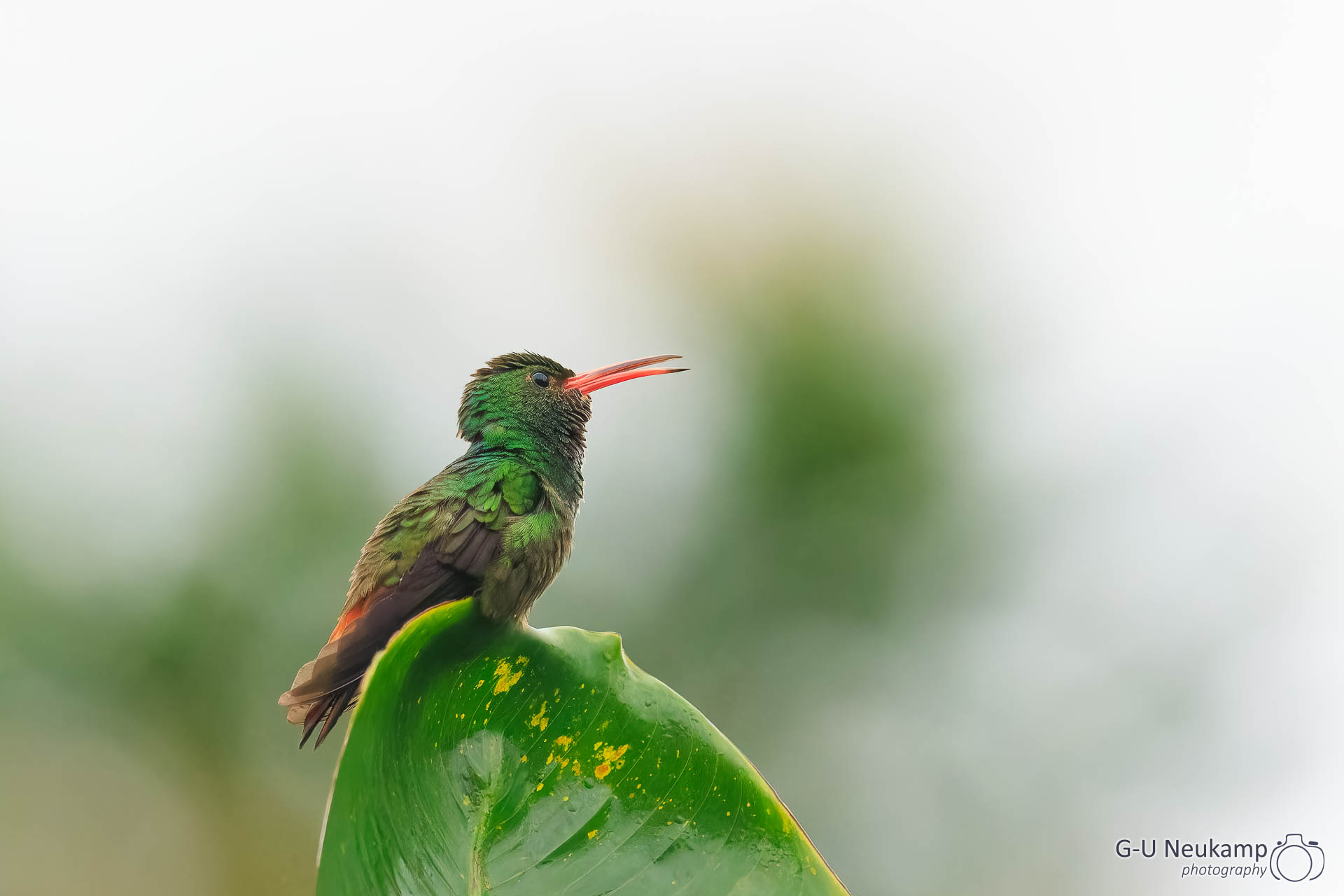 La Fortuna,Costa Rica