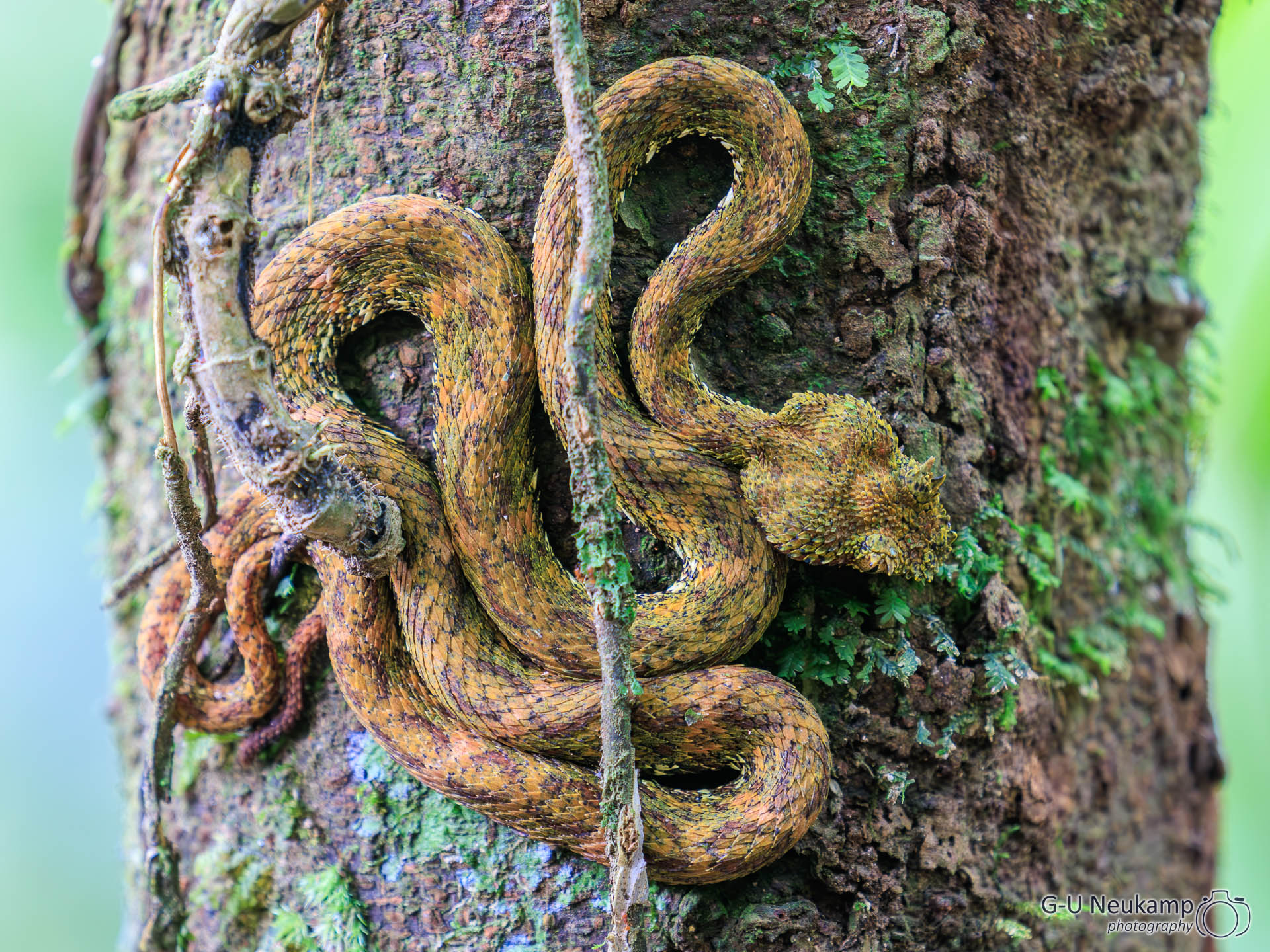 La Fortuna,Costa Rica