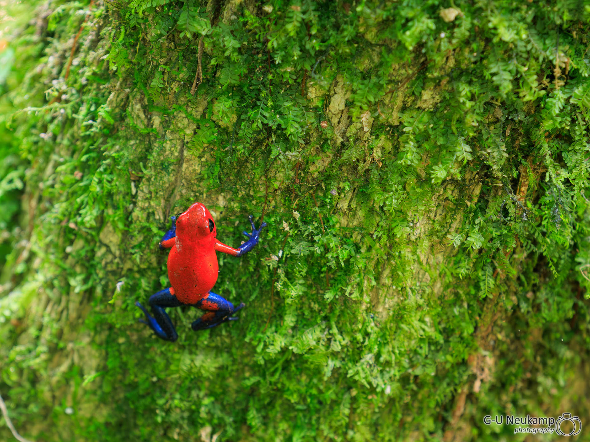 La Fortuna,Costa Rica