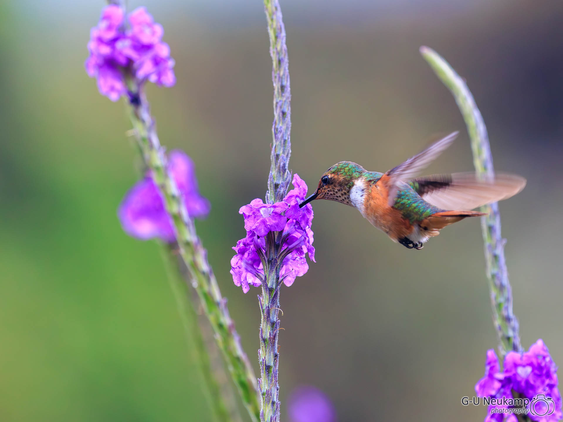 Copey,Costa Rica