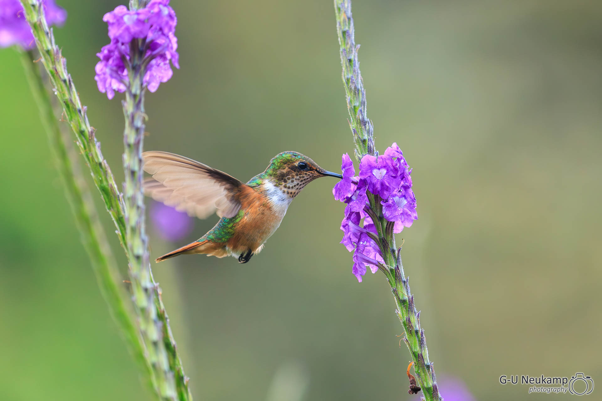 Copey,Costa Rica