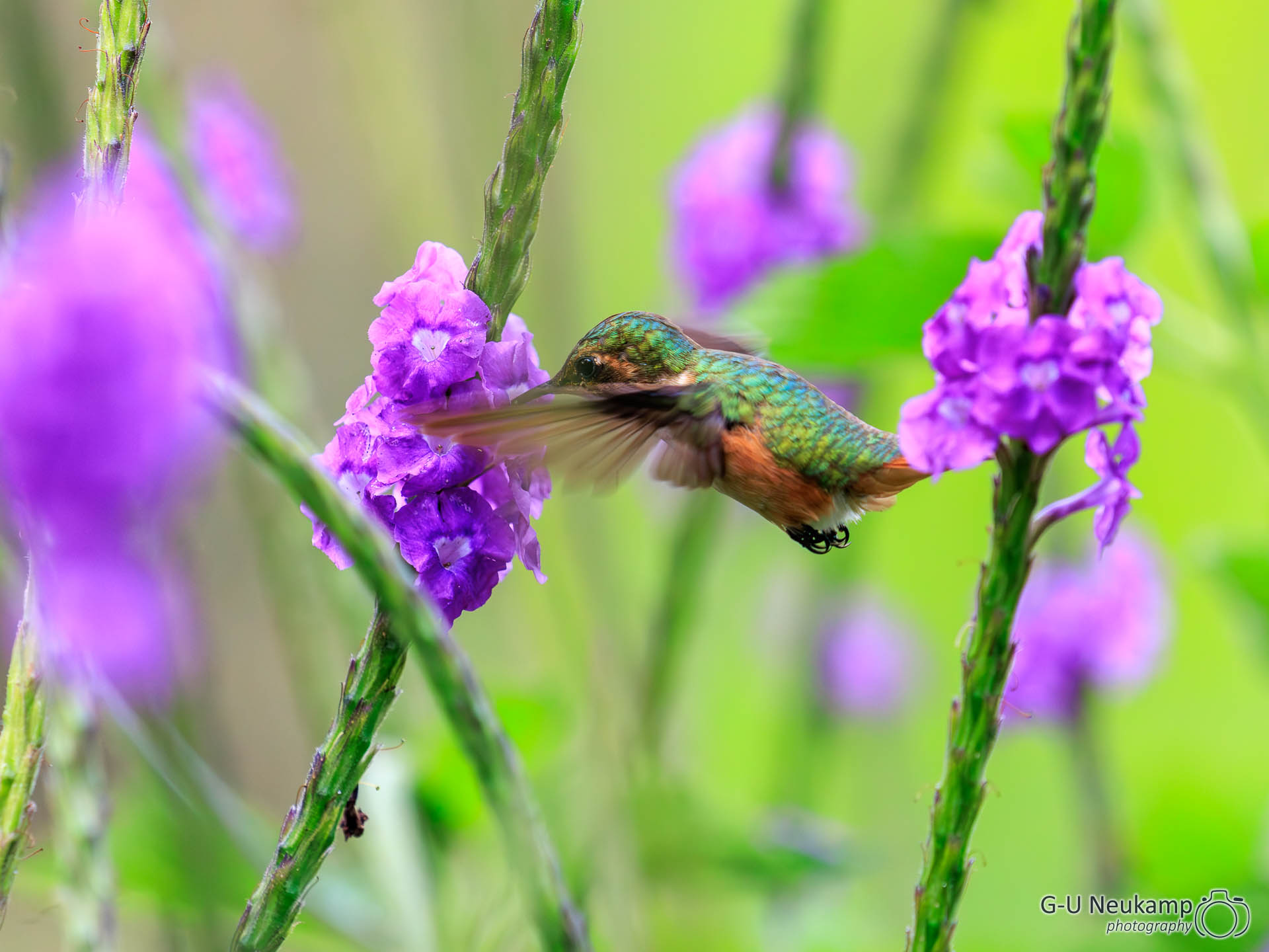 Copey,Costa Rica