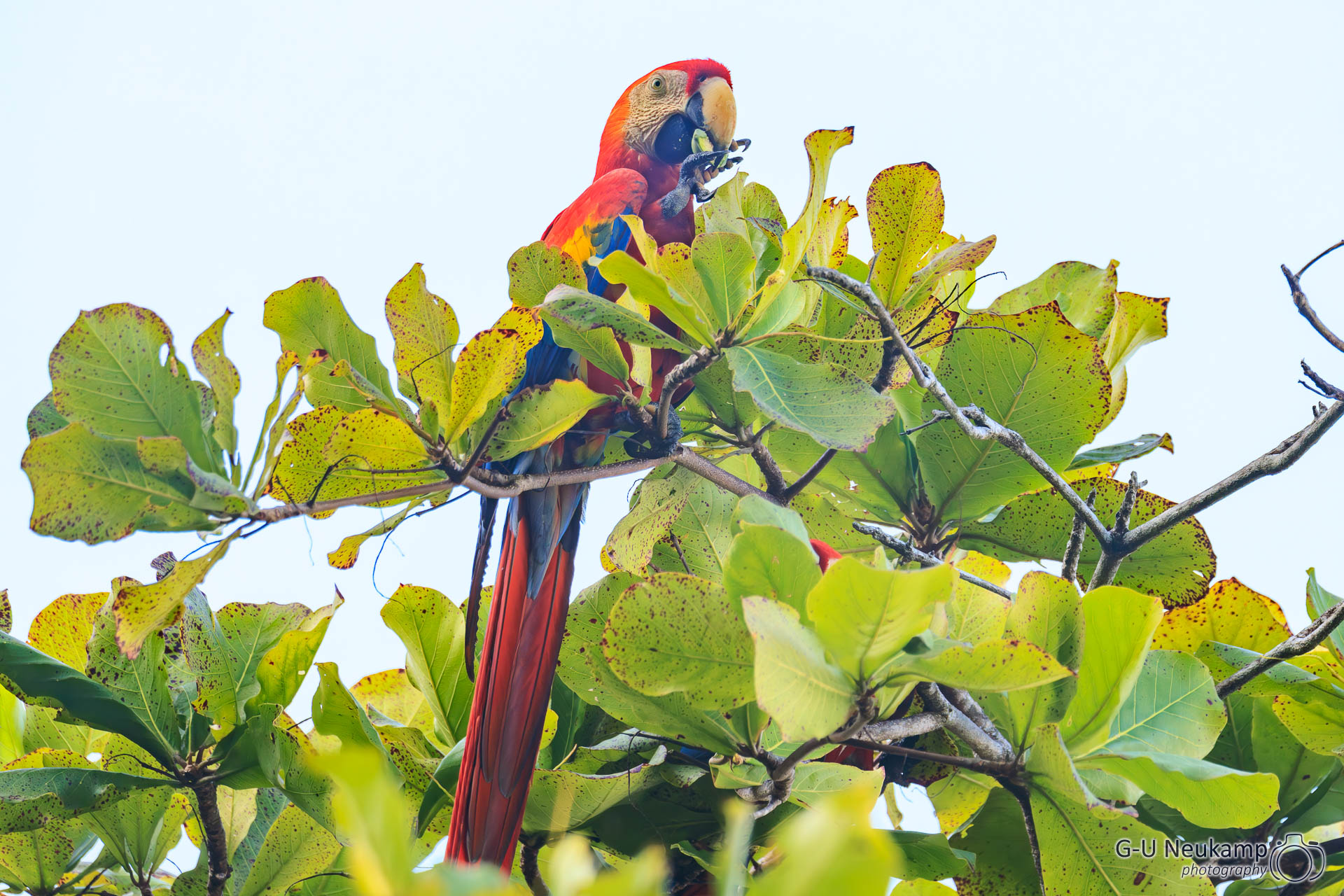 Bahía Drake,Costa Rica
