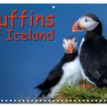 Puffins of Iceland - a new calendar